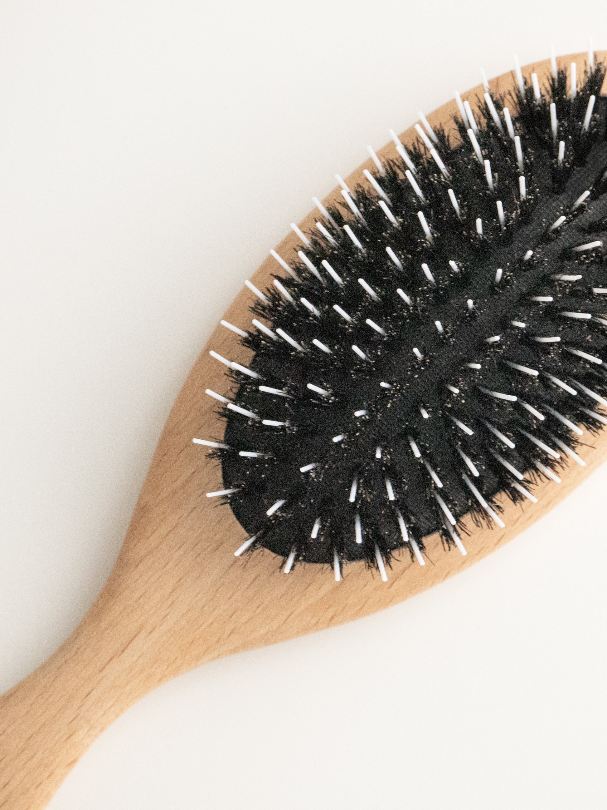mixed-bristle-brush_dog_poodle_closeup