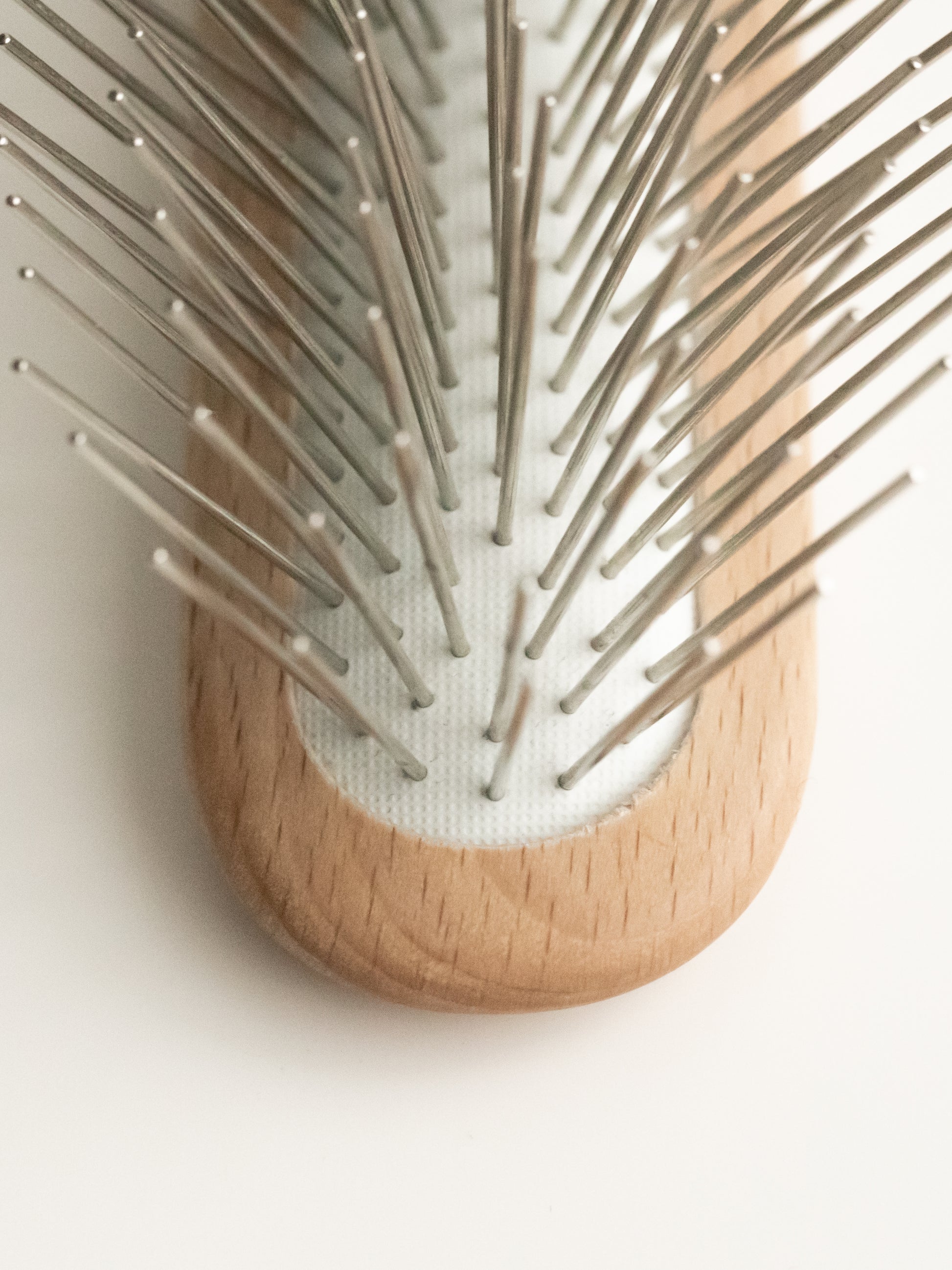 bristle-brush_dog_poodle_closeup